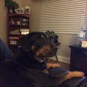 Meet your Posher, Donald